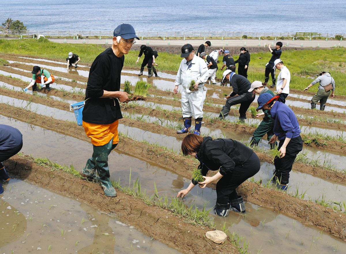 輪島の国名勝「白米千枚田」担い手不足深刻に　能登半島地震で管理できる人減少　報酬時給1170円